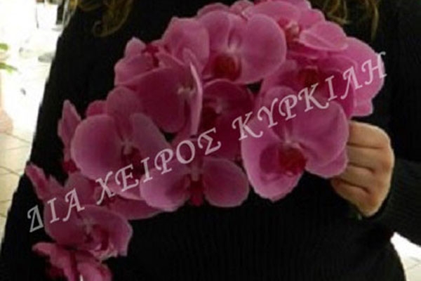 Το Ανθοπωλείο
